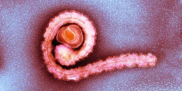 trpasličí tasemnice v lidském těle