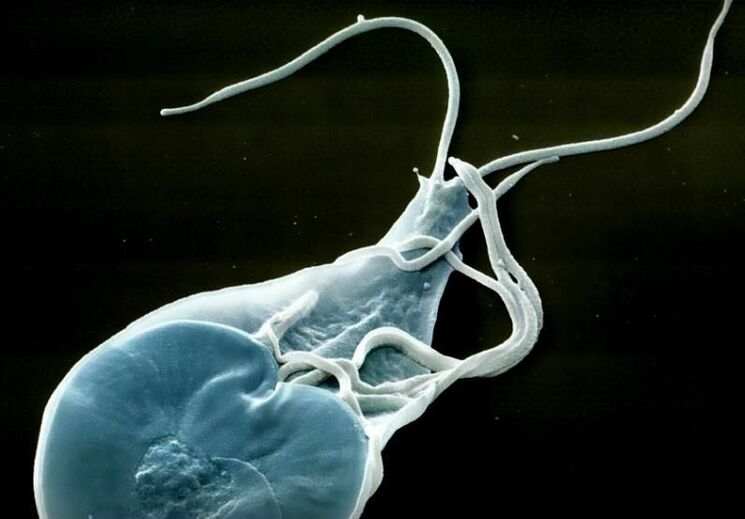 střevní lamblie u lidí